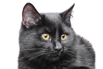 Black kitten with yellow eyes isolated. Pet, cat