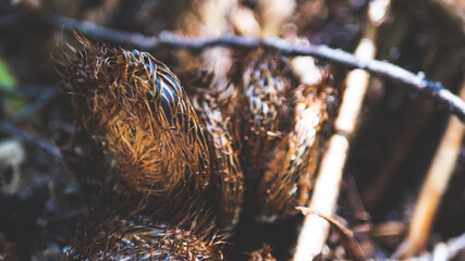 New Zealand fern close up native flora endemic forest bush west coast mount aspiring