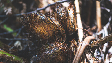 New Zealand fern close up native flora endemic forest bush west coast mount aspiring