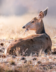 venado hembra cola blanca 