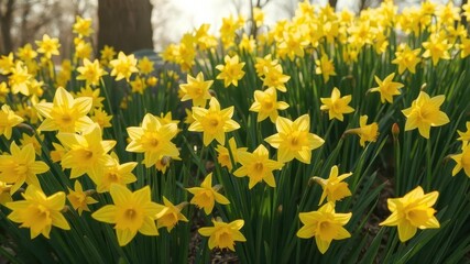 Fototapeta premium Bright yellow daffodils in full bloom, vibrant spring scene, yellow flowers,leaves,garden