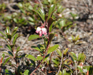 Arctostaphylos uva-ursi | Bearberry | Native North American Sand Prairie Wildflower