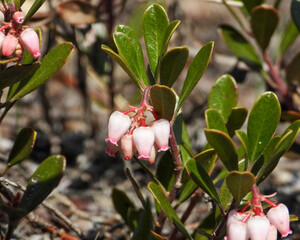 Arctostaphylos uva-ursi | Bearberry | Native North American Sand Prairie Wildflower