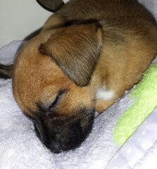 Don't wake the sleeping pup