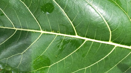bodhi leaf. the bodhi tree usually grows in the garden or around the house