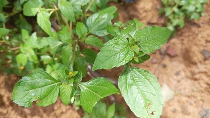 wild grass grows as rabbit feed