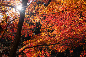 季節を感じる色鮮やかな紅葉　成田山公園