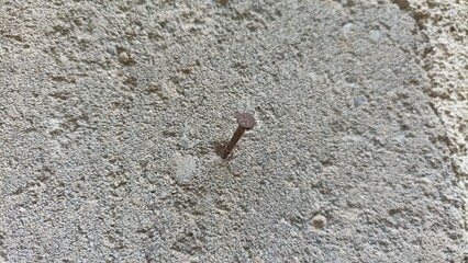 Abstract background of nails stuck in the wall, stuck in a hole in the gray cement wall.
