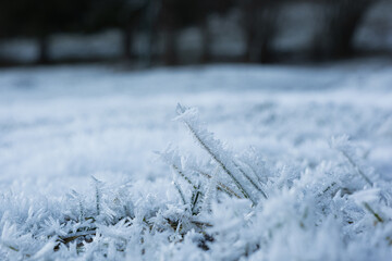 Frozen grass in hoarfrost. Hoarfrost on grass, close-up, wallpaper. Detailed winter-themed photography