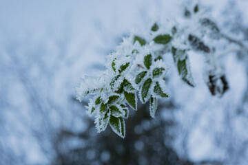 Frozen rosehip branch with leaves in hoarfrost. Hoarfrost on rosehip, close-up, wallpaper. Detailed winter-themed photography