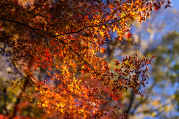 季節を感じる色鮮やかな紅葉　成田山公園