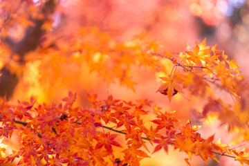 季節を感じる色鮮やかな紅葉　成田山公園