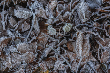 fallen leaves covered with frost. texture of frozen fallen leaves. First frost, frost on fallen leaves. Texture of fallen leaves in ice