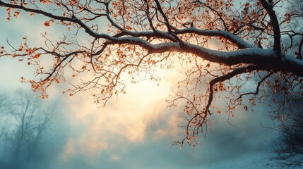 tree branch in a winter season picture
