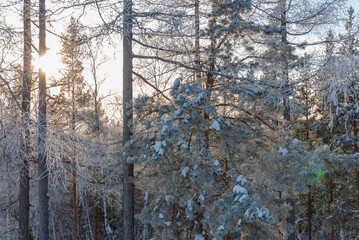 Beautiful snow-covered forest at Christmas bright rays of sunset illuminate the crowns and trunks...