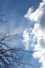 tree in the sky