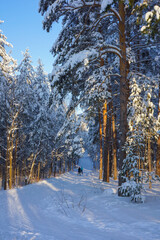 Beautiful snow-covered forest at Christmas bright rays of sunset illuminate the crowns and trunks of trees and snow.