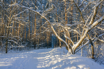 Beautiful snow-covered forest at Christmas bright rays of the evening sun illuminate the crowns and...