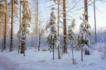 Beautiful snow-covered forest at Christmas bright rays of sunset illuminate the crowns and trunks of trees and snow.