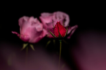 pink rose on black