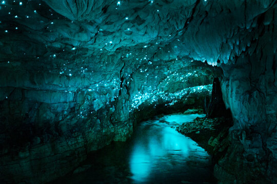 Glowworm cave illuminated by biolumiscence, Waitomo caves, Waitomo,New Zealand