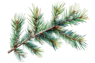 watercolor painting of a pine branch with green needles on a transparent background