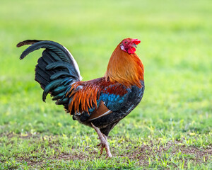 Wild Red Junglefowl or a rooster in a park