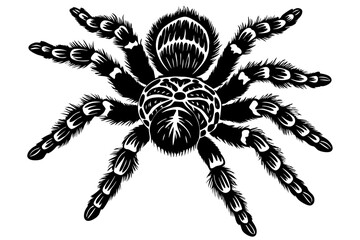 Mexican knee tarantula on white background vector illustration