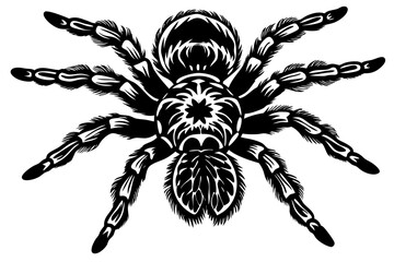 Mexican knee tarantula on white background vector illustration