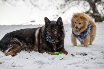 two dogs playing in snow
