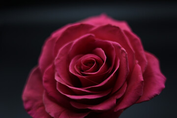 Close-Up of a Beautiful Red Rose for Valentine’s Day