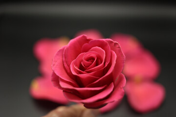Gifting a Beautiful Red Rose