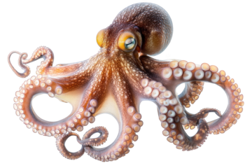 a close-up of an octopus with its tentacles curled. isolated on a transparent background the octopus has large. bright eyes and a mottled brown and white skin
