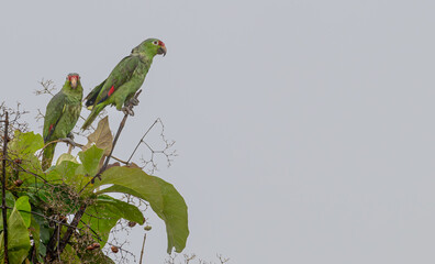 Pair of red-lored amazons, parrots, perched atop a tree.