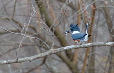 Female belted kingfisher perched on a branch with a small fish in its beak.