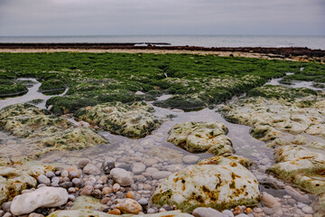 The ocean floor at low tide. Rocky bottom with green algae, pebbles, puddles of water