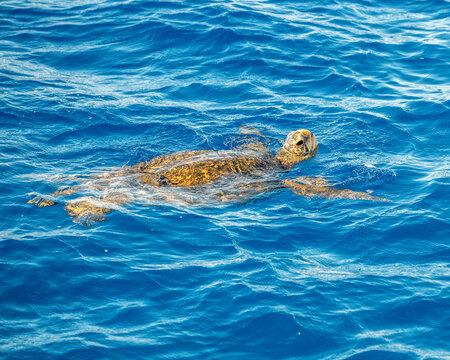 Green Sera Turtle