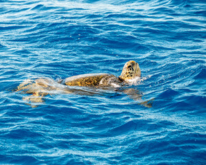 Green Sera Turtle
