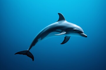 Fototapeta premium dolphin in the ocean with a blue background