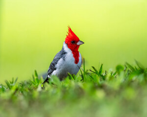red crested cardinal in the grass