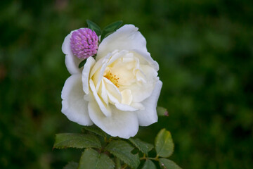 white rose in the garden