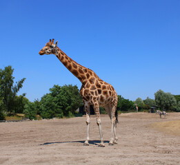 Towering Grace, A Giraffe's Journey