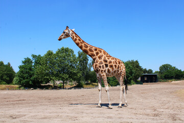 Towering Grace, A Giraffe's Journey