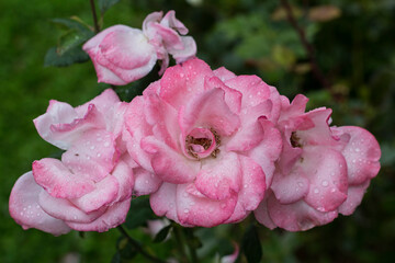 pink rose in the garden