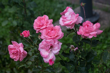 pink tulips in the garden