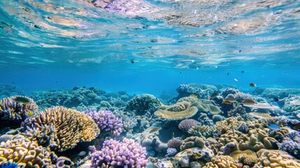 Obraz premium Vibrant coral reef teeming with life, showcasing diverse marine species in a breathtaking underwater spectacle.