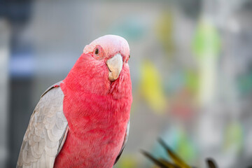 parrot with pink body and gray wings close-up details