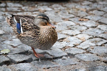 duck on the snow