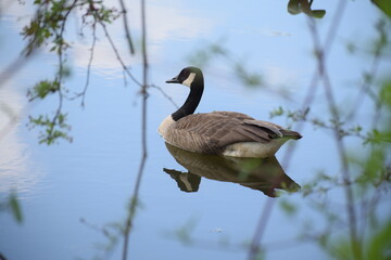 Canadian Goose Gliding on Water to the west