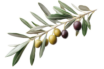 a branch of an olive tree with green and black olives the branch is on a transparent background